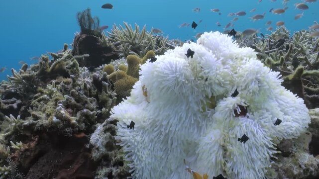 Observe the symbiotic ballet as Clownfish gently swim in and out of a glorious, fluffy white Anemone amidst the vibrant ecosystem of the coral reef on a bright, sunny day.