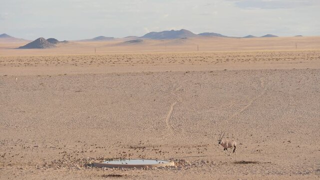 Solitary oryx antelope cautiously walks to waterhole in vast Namib desert landscape to drink