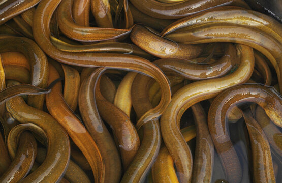 Many fresh Asian eels in water close up	