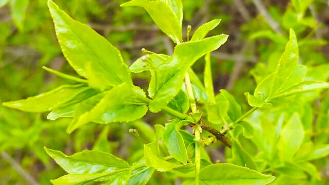 European euonymus in spring forest.