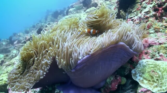 Vibrant Clownfish flit through the tentacles of their Anemone home, dancing a symbiotic ballet on a sun-drenched reef in Southeast Asia. Beautiful ocean habitat.