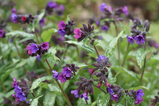 Pulmonaria or lungwort flowers in a garden in spring