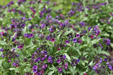 Obraz premium Pulmonaria or lungwort flowers in a garden in spring