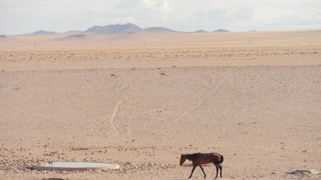 Feral Namib Desert horse approaches waterhole, chases flock of sandgrouse birds