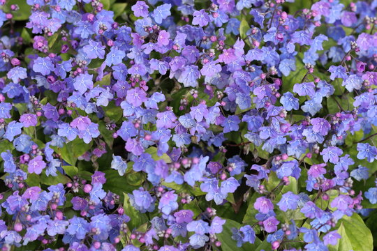 Omphalodes cappadocica 'Cherry Ingram' or navelwort flowers