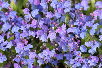 Fototapeta premium Omphalodes cappadocica 'Cherry Ingram' or navelwort flowers