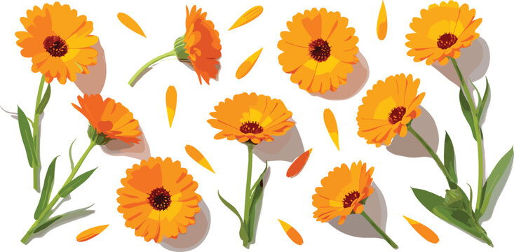 Orange calendula flowers set with petals and leaves illustrating botanical elements, floral decoration, and natural vector illustration collection
