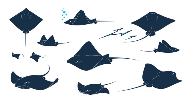 Group of various stingrays and manta rays swimming in different positions showing their unique flat body shapes.