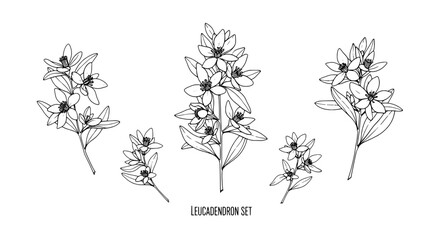 Fototapeta premium Leucadendron set of botanical line art flowers with thin outlines and graceful stems for garden and branding designs