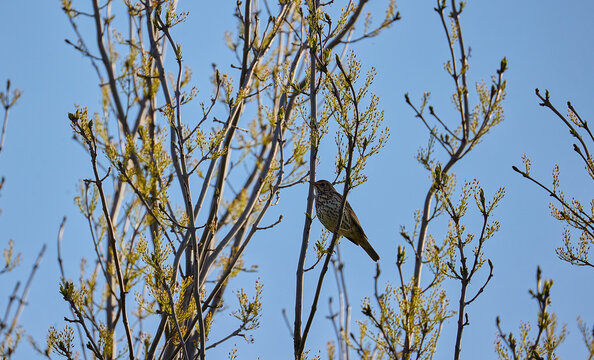 bird on a branch, drozd zpěvn&yacute; (Turdus philomelos)