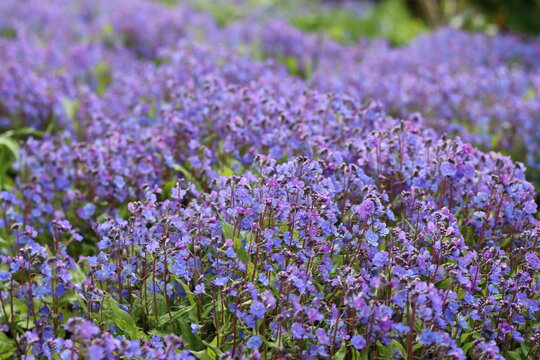 Omphalodes cappadocica 'Cherry Ingram' or navelwort flowers