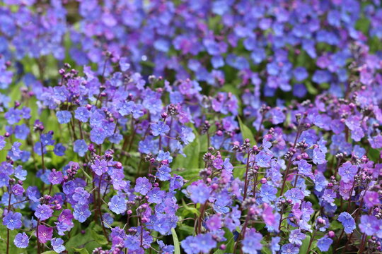 Omphalodes cappadocica 'Cherry Ingram' or navelwort flowers