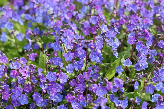 Omphalodes cappadocica 'Cherry Ingram' or navelwort flowers