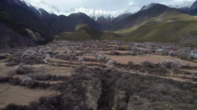 Drone view of village in Bomi County, Nyingchi, Tibet, China. Beautiful pink peach blossoms with snow covered mountains and agriculture field. 4k real time footage, travel concept.