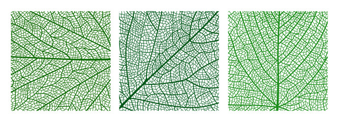 Obraz premium Tree leaf veins vector textures, closeup cells background. Vector green tree leaf organic texture. Science or eco poster, environment bg, textile print. Square macro view of green natural leaves