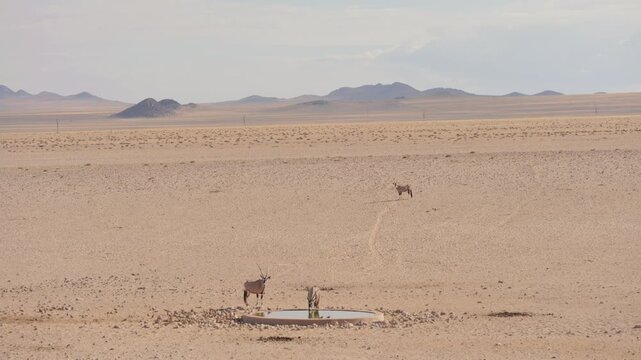 Three gemsbok at Garub waterhole in Namib Desert. Flock of Sandgrouse land nearby