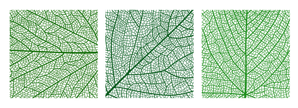 Tree leaf veins vector textures, closeup cells background. Vector green tree leaf organic texture. Science or eco poster, environment bg, textile print. Square macro view of green natural leaves