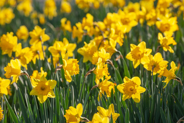 Fototapeta premium Gelbe Narzissen, Narzissenblüte (Narcissus Pseudonarcissus), Deutschland
