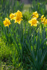 Fototapeta premium Gelbe Narzissen, Narzissenblüte (Narcissus Pseudonarcissus), Deutschland