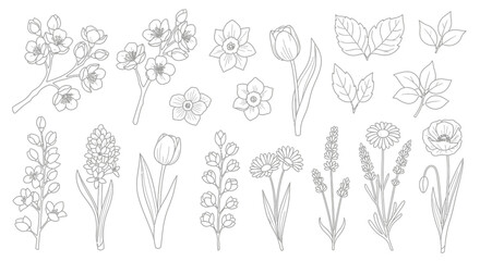 Fototapeta premium A collection of detailed line art drawings featuring various spring flowers and botanical elements, perfect for coloring or design projects.