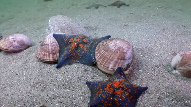 Glimpse the mesmerizing world beneath the waves. Brilliant blue starfish, dotted with fiery orange, rest among various bivalve shells upon the serene sandy ocean floor of the Sea of Japan.