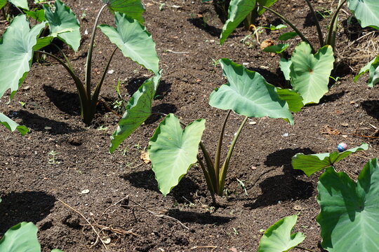 Young Taro Colocasia Esculenta Plants In Cultivated Soil