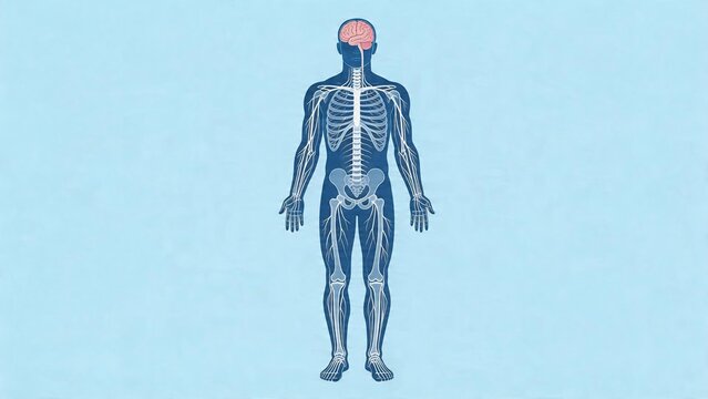 Human body anatomy illustration skeleton system nervous system central nervous system brain spinal cord nerves medical science biology health care education study scientific