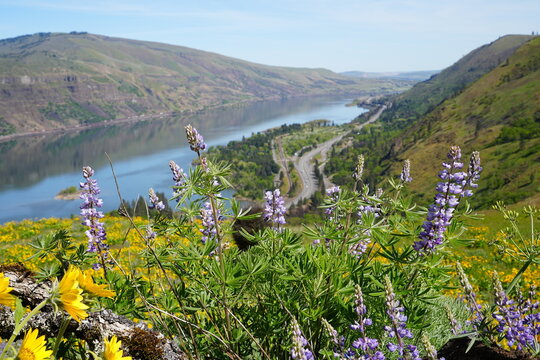Purple Lupines and Yellow Balsamroot Wildflowers in Full Bloom at Rowena Crest, Oregon - 春のロウィーナクレストに咲き誇る紫のルピナスと黄色のバルサムルートの野生花 オレゴン州 コロンビア川峡谷