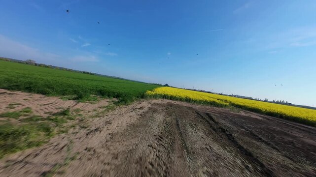 FPV drone aerial view of a fast low pass over blooming yellow rapeseed fields in rural Yorkshire