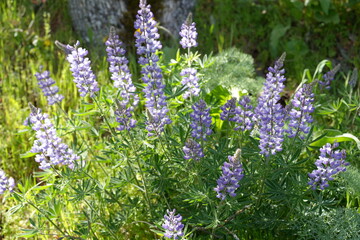 Obraz premium Vibrant Purple Lupine Wildflowers in Full Bloom at Rowena Crest, Oregon - 春のロウィーナクレストに咲き誇る紫色のルピナスと大自然の風景 オレゴン州 コロンビア川峡谷