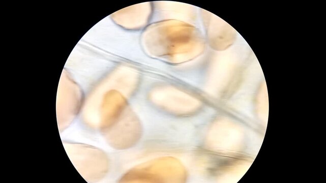 Microscopic footage of dates from Saudi Arabia.  