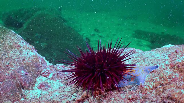 Vivid crimson sea urchin and graceful azure starfish rest on rocky floor. This glimpse into thriving marine ecosystem captures unique beauty found within tranquil Sea of Japan during daytime.