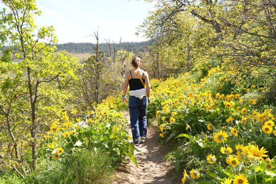 Woman hiking through a spectacular field of yellow balsamroot wildflowers in full bloom at Rowena Crest in the Columbia River Gorge, Oregon