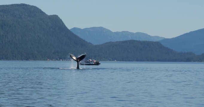 Humpback whale hitting the water with its tail.Tourists in recreational vessel Whale Watching in Juneau, Alaska.