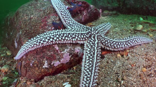 Witness a majestic patterned starfish resting gracefully on a rugged rock.