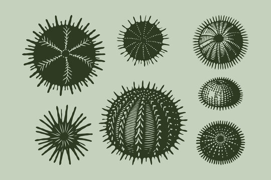 Hand-drawn sea urchins and microscopic plankton in vintage ink style on a light green background, representing marine biology concept