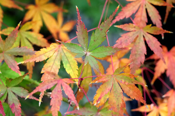 Obraz premium Autumn Japanese maple leaves changing color