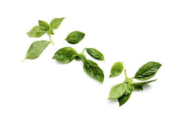 Fototapeta premium Sweet basil leaves on white background.