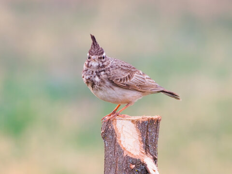 Crested lark perched on fence post in spring, Galerida cristata