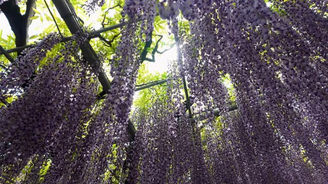 Purple Wisteria Flowers Hanging from a Trellis with Sunlight in Spring