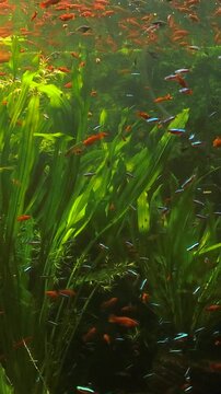 Exotic freshwater fish species including paracheirodon innesi and xiphophorus swimming through dense vegetation inside a large oceanarium tank, vertical video in full hd