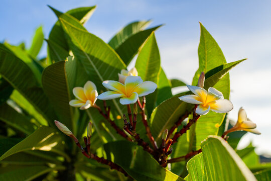 Yellow and white frangipani flowers on dew covered bush in morning light