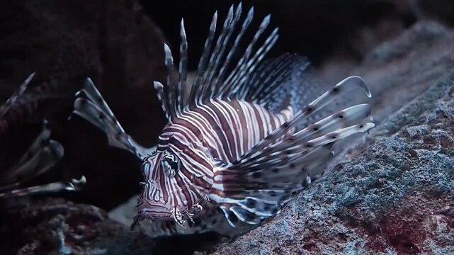 Stunning underwater video of a lionfish in a large oceanarium display, predatory saltwater fish with fan-like pectoral fins swimming near artificial reef, educational wildlife exhibit