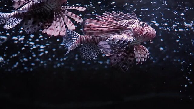 Majestic red lionfish swimming gracefully in a dark tank at a public oceanarium, pterois volitans with venomous fins in a professional marine exhibition, close-up of exotic predatory sea fish