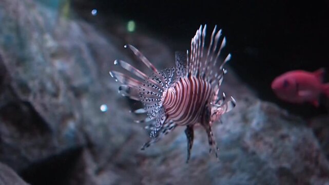 impressive lionfish specimen swimming in a controlled environment of a public oceanarium gallery, dangerous yet beautiful tropical sea predator in a dimly lit aquatic display, horizonal video shot