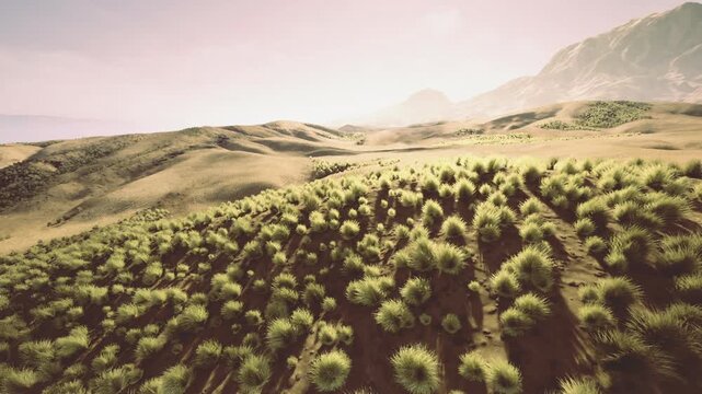 Aerial view of shrub mosaic hills, repeating clumps of green across sunlit sandy slopes with patterned shadows and distant peaks creating textured natural