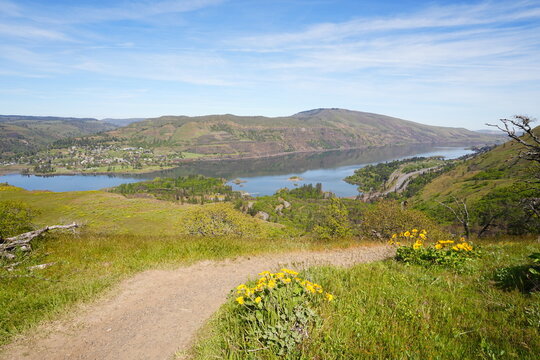 Yellow Balsamroot Flowers or Oregon Sunflowers in Full Bloom at Rowena Crest Landscape 