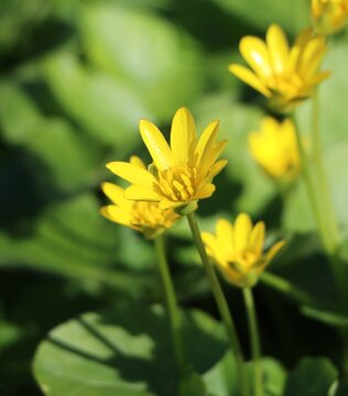 Beautiful wildflower Ficaria verna (lesser celandine or pilewort)
