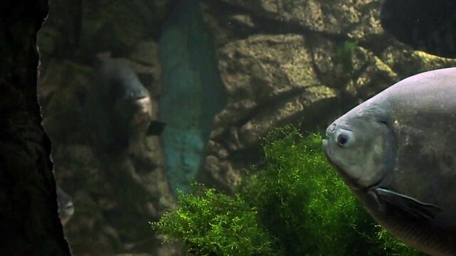 Exotic black pacu gliding through deep water near green plants in a city oceanarium gallery, horizontal video of big tropical freshwater fish in a massive aquarium exhibit for nature concepts