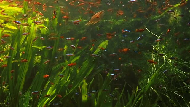 Horizontal video of colorful neon tetras and red swordtails in a beautifully landscaped oceanarium display, exotic freshwater fish swimming through dense green water plants in a public gallery